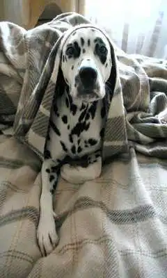 Play Dalmatian