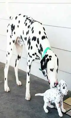 Play Dalmatian