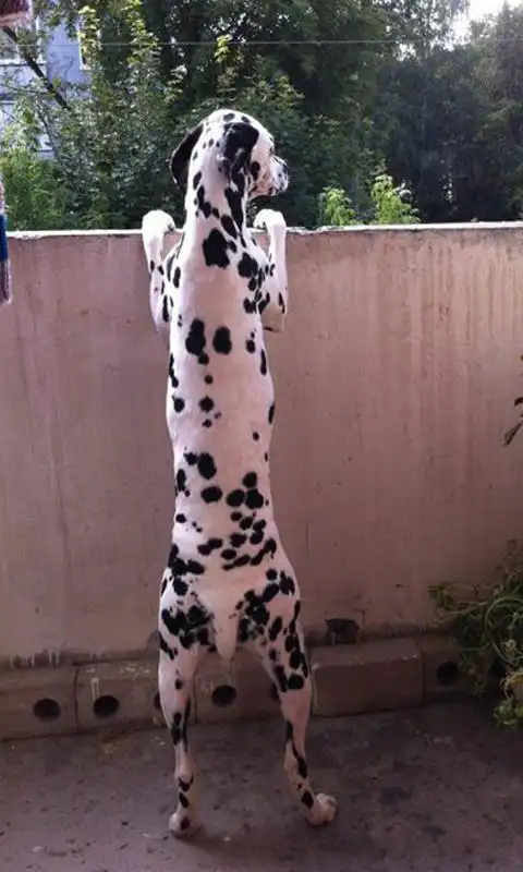 Play Dalmatian