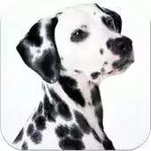 Free play online Dalmatians Images APK