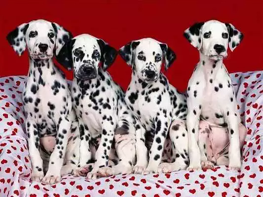 Play Dalmatians Images