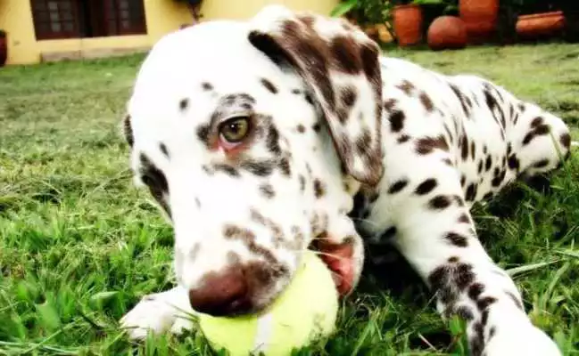 Play Dalmatians Images