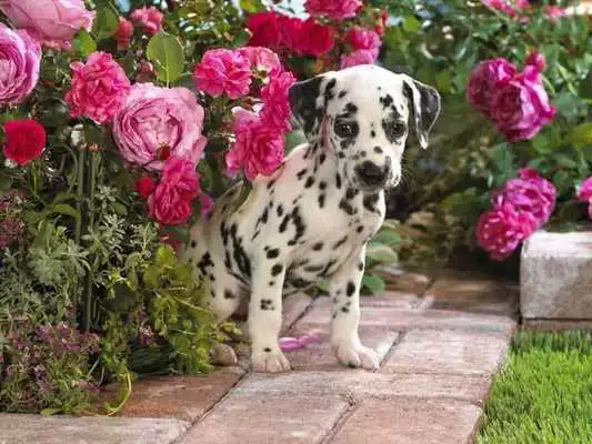 Play Dalmatians Images