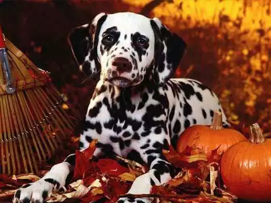 Play Dalmatians Images