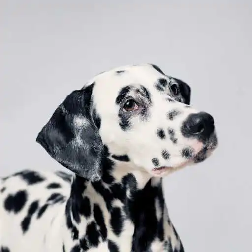 Play Dalmatian Wallapaper APK