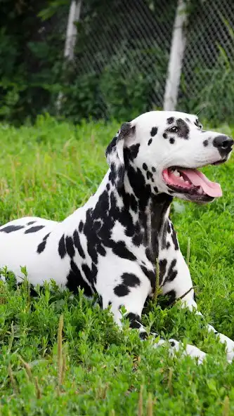 Play Dalmatian Wallapaper and enjoy Dalmatian Wallapaper with UptoPlay Play Dalmatian Wallapaper and enjoy Dalmatian Wallapaper with UptoPlay