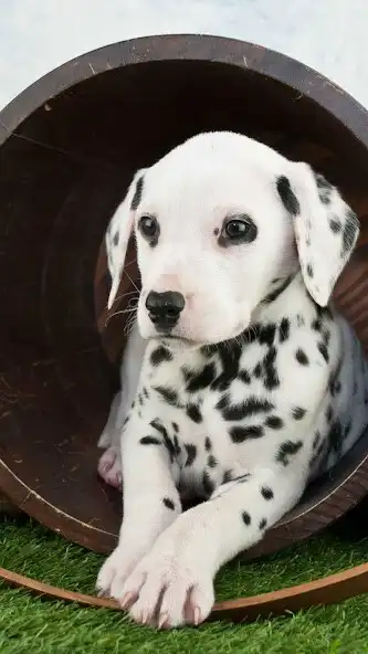 Play Dalmatian Wallapaper as an online game online Dalmatian Wallapaper with UptoPlay Play Dalmatian Wallapaper as an online game Dalmatian Wallapaper with UptoPlay