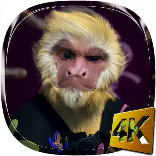 Play Dance Monkey 4K Live Wallpaper APK