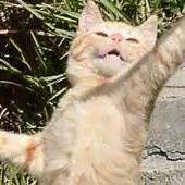 Free play online dancing cat live wallpaper APK Free play online dancing cat live wallpaper APK