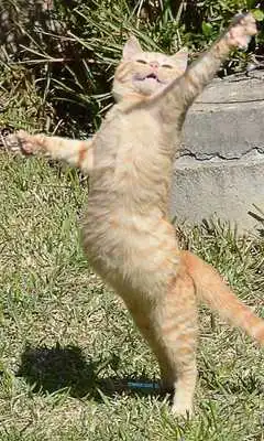 Play dancing cat live wallpaper