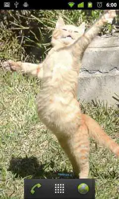 Play dancing cat live wallpaper