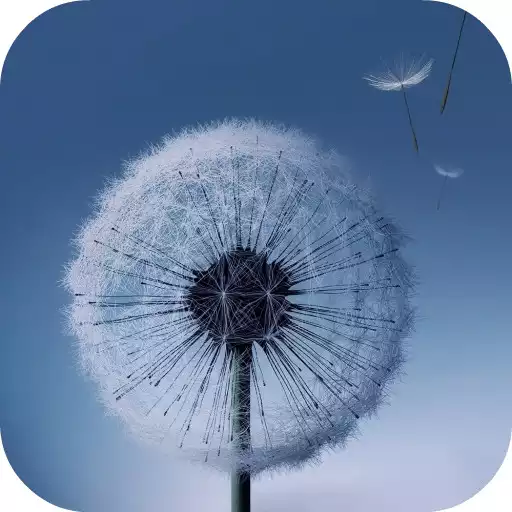 Play Dandelion Live Wallpaper APK