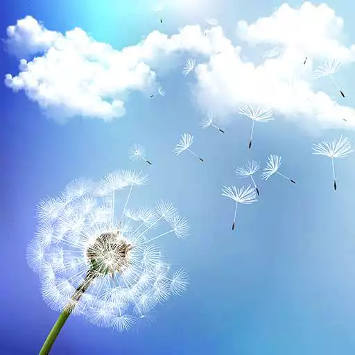 Free play online Dandelion Live Wallpapers APK Free play online Dandelion Live Wallpapers APK