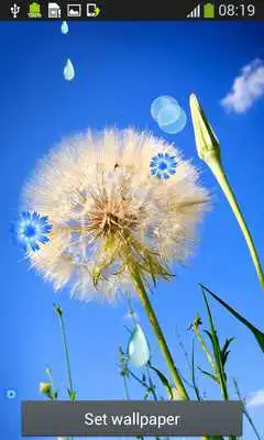 Play Dandelion Live Wallpapers