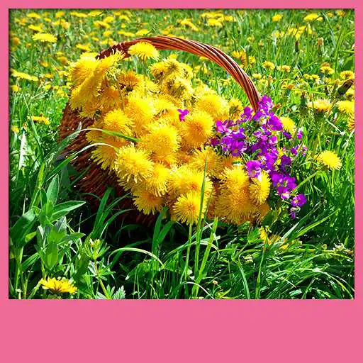 Free play online Dandelions Live Wallpapers  APK
