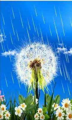 Play Dandelions Rainy Day