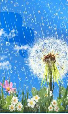 Play Dandelions Rainy Day