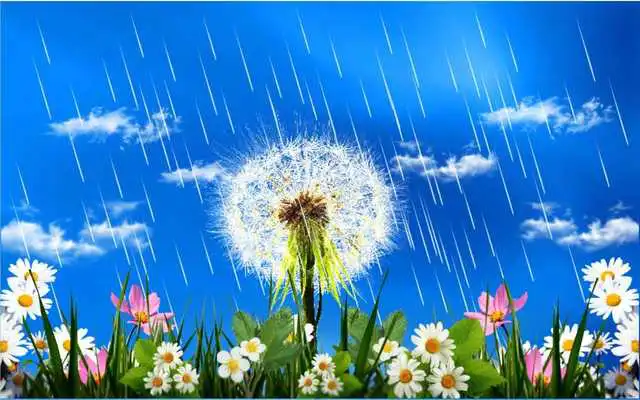 Play Dandelions Rainy Day