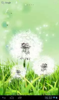 Play Dandelions