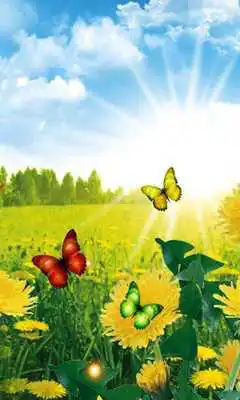 Play Dandelions Spring 2016