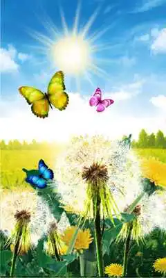 Play Dandelions Spring 2016