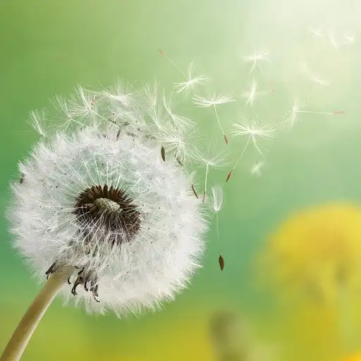 Play Dandelion Wallpapers APK Play Dandelion Wallpapers APK