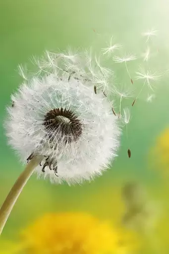 Play Dandelion Wallpapers  and enjoy Dandelion Wallpapers with UptoPlay