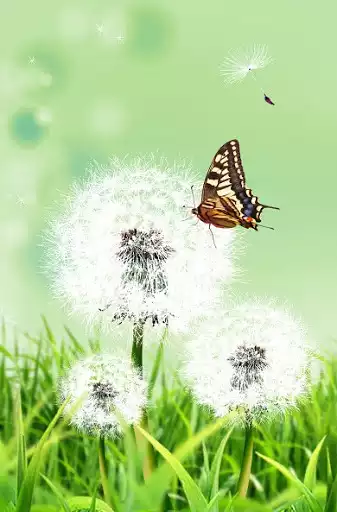 Play Dandelion Wallpapers as an online game Dandelion Wallpapers with UptoPlay