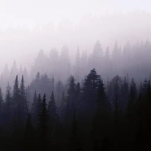 Play Dark Forest Wallpapers APK Play Dark Forest Wallpapers APK