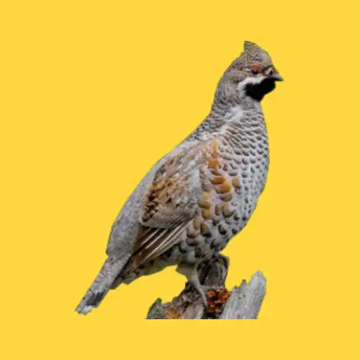 Play Decoy Grouse - Huntsman APK Play Decoy Grouse - Huntsman APK