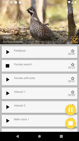 Play Decoy Grouse - Huntsman  and enjoy Decoy Grouse - Huntsman with UptoPlay