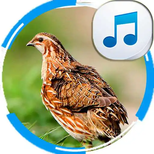 Run free android online Decoys For Quail For Hunting APK