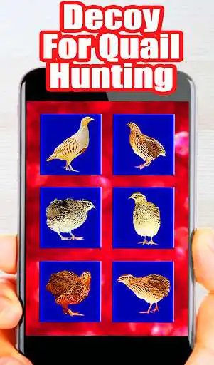 Play APK Decoys For Quail For Hunting  and enjoy Decoys For Quail For Hunting with UptoPlay org.fivechannel.manok_perepel