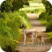 Free play online Deer 4K Wallpaper APK Free play online Deer 4K Wallpaper APK