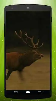 Play Deer Live Wallpaper