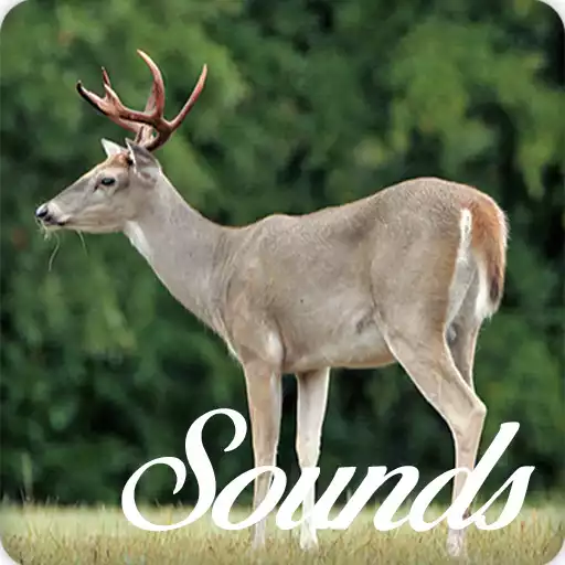 Play Deer Sounds and Ringtone Audio APK Play Deer Sounds and Ringtone Audio APK