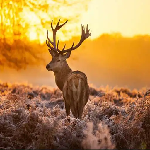 Play Deer The Best HD Walpaper 2021 APK