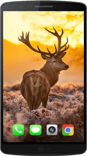 Play Deer The Best HD Walpaper 2021 as an online game Deer The Best HD Walpaper 2021 with UptoPlay