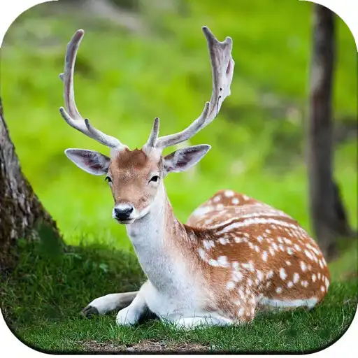 Play Deer Wallpaper 4K APK Play Deer Wallpaper 4K APK