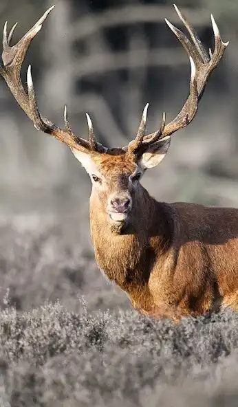Play Deer Wallpaper 4K  and enjoy Deer Wallpaper 4K with UptoPlay