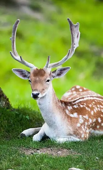 Play Deer Wallpaper 4K as an online game Deer Wallpaper 4K with UptoPlay