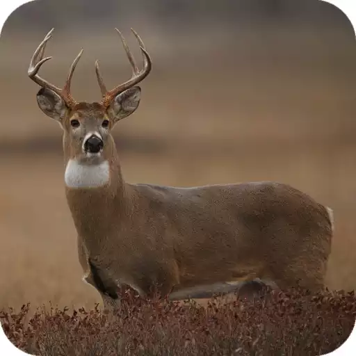 Play Deer Wallpaper HD APK