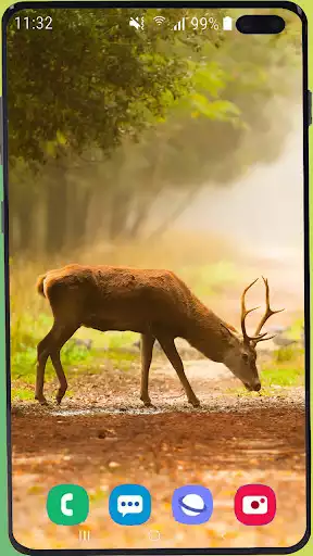 Play Deer Wallpaper HD