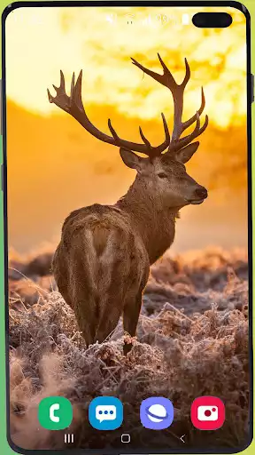 Play Deer Wallpaper HD