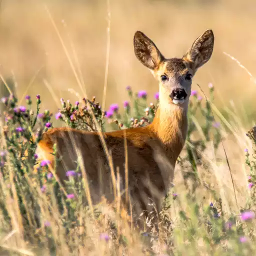 Run free android online Deer Wallpapers APK