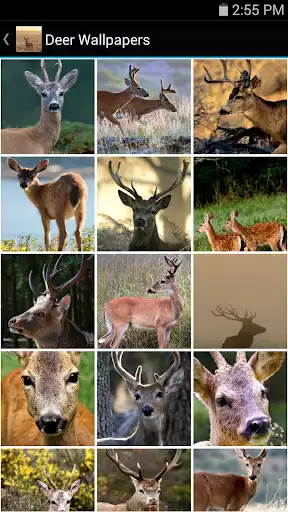 Play Deer Wallpapers  and enjoy Deer Wallpapers with UptoPlay