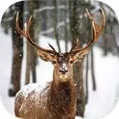 Free play online DEER Wallpapers v1 APK Free play online DEER Wallpapers v1 APK