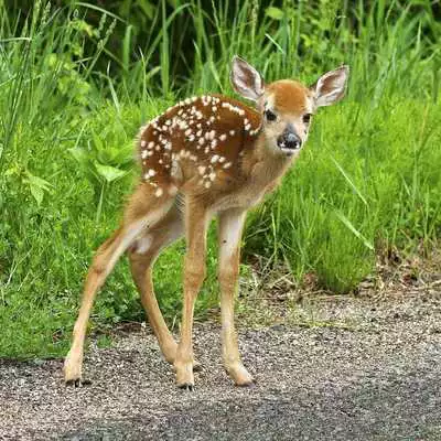 Play DEER Wallpapers v1