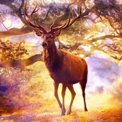 Play DEER Wallpapers v1