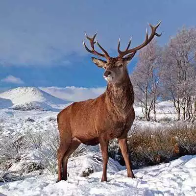 Play DEER Wallpapers v1